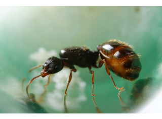 Tetramorium caespitum