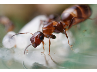 Colobopsis truncatus